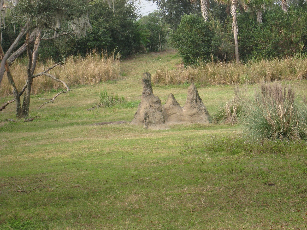 Vacation 2007-12 - Disney Parks  0448.jpg - The 2007-08 vacation to Florida included Disney World. We visited some of the larger theme Resorts along with Animal Kingdom and Disney Hollywood Studios.